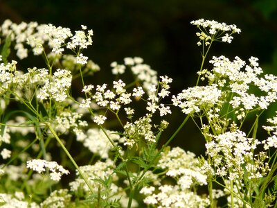 Beautiful Flowers biology bloom photo