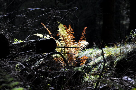 Morning mood in the woods photo