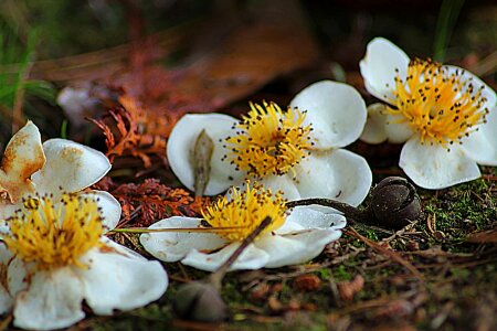 Beautiful Flowers beautiful photo blooming