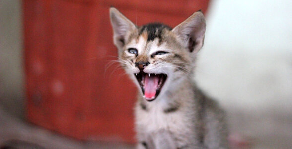 Kitten Mouth Open Angry photo