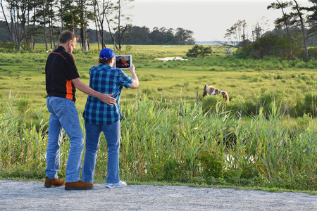 Visitors looking at wild ponies in field photo