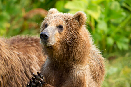 Kodiak brown bear close-up-2 photo