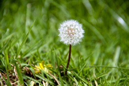 Plant natural blossom