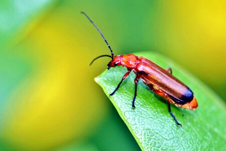 Beautiful Image beautiful photo beetle