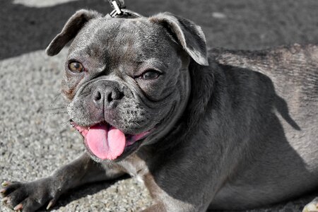 Head portrait purebred