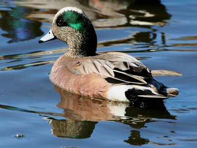 American duck widgeon