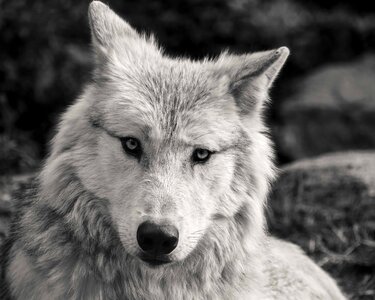 Albino animal black