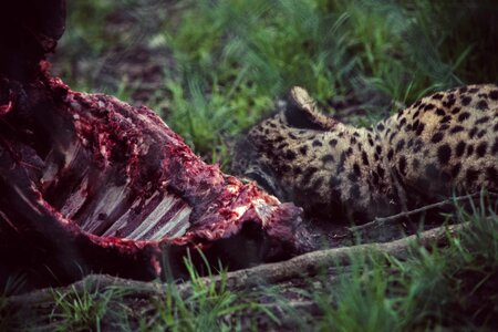Animal beautiful photo delicious