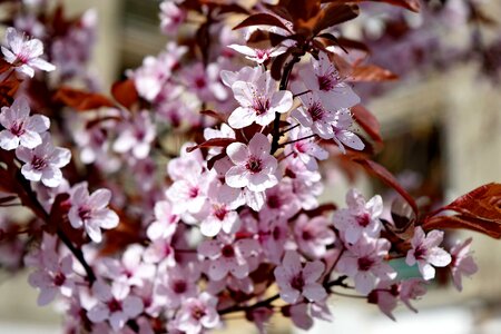 Flower bloom plant photo