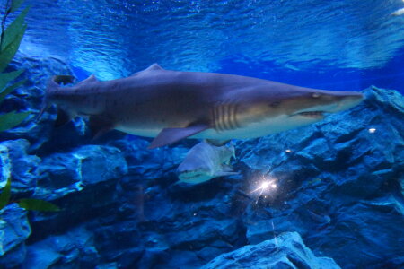 shark photo