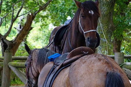 Animal beautiful photo brown photo