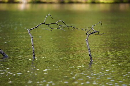 old tree that sank in lake photo