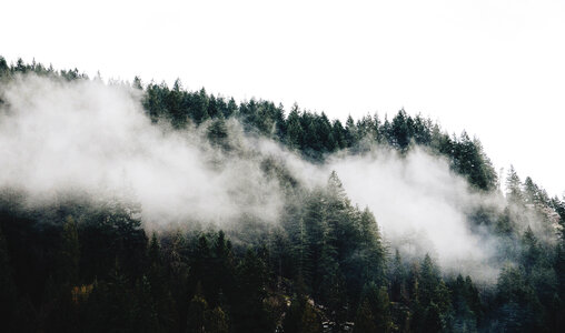 Fog over the trees in the forest in Vancouver, British Columbia, Canada photo