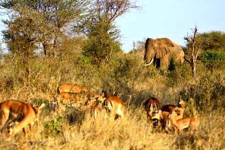 Amboseli africa kenya photo
