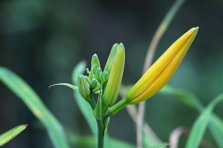 Beautiful Flowers blooming blossom