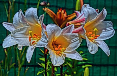 Lily leaf plant