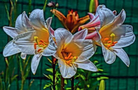 Lily leaf plant photo