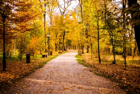 Park alley photo