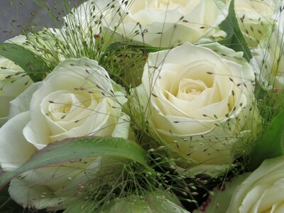 Bloom flowers nature