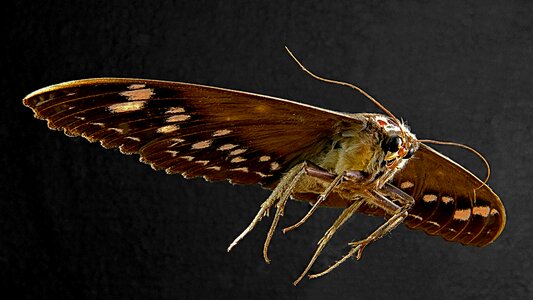 Moth butterfly Free photos