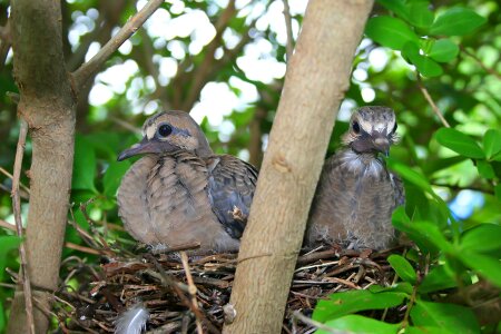 Bird bird's nest nature photo