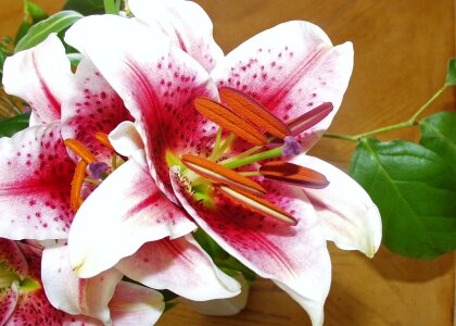 Flower flower fullness lily family photo