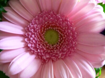 Bloom close close-up photo