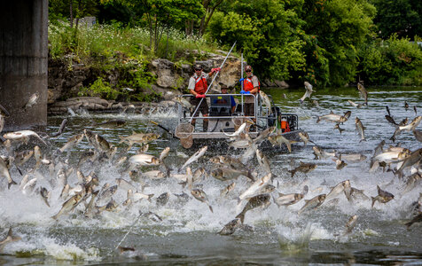 Silver Carp jumping in the Fox River-2