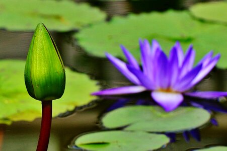 Aquatic beautiful flowers biology