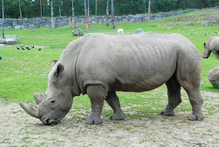 Hippo nature mammal