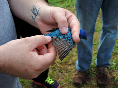 Indigo bunting-2