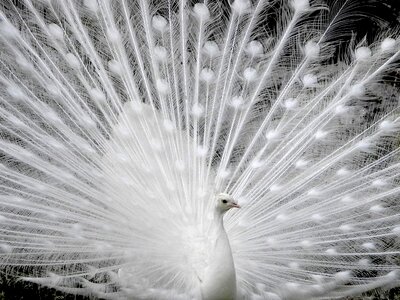 Plumage wheel bird