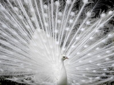 Plumage wheel bird photo