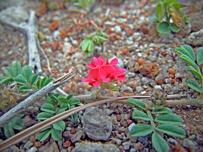 Flowerets flower small