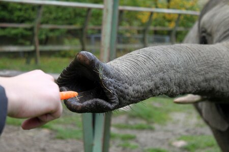 Zoo animal feed