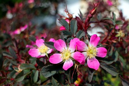 Blossom bloom plant photo