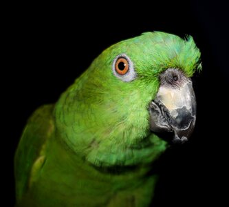 Bird animal green photo