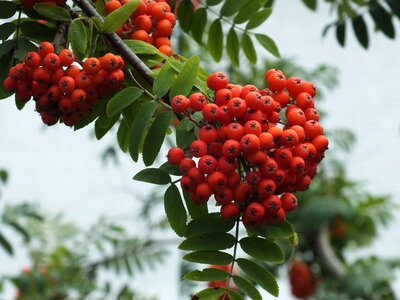 Berry branch bush