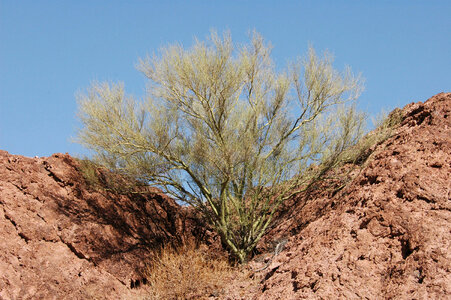 Desert scenic at Kofa National Wildlife Refuge