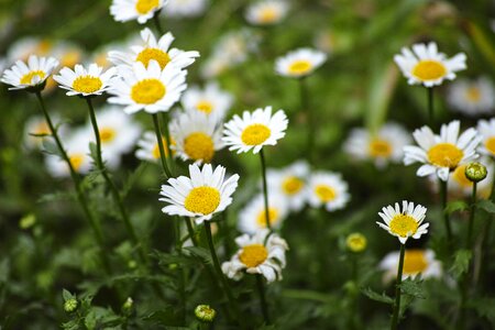 Beautiful Flowers biology bloom