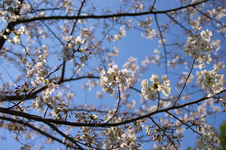 37 Cherry tree