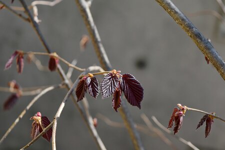 Branches spring time branch
