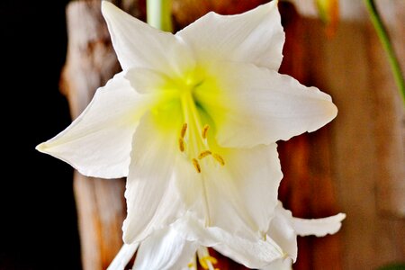 Flower plant bloom