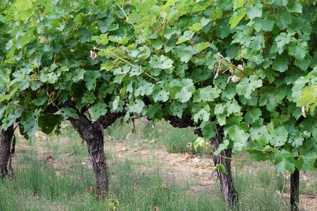 Vines grapes vineyard photo