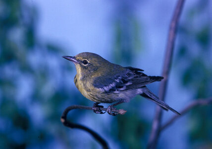 Pine warbler-1 photo