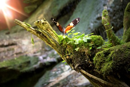 Insect nature animal