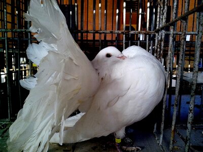 Beautiful Photo dove queue
