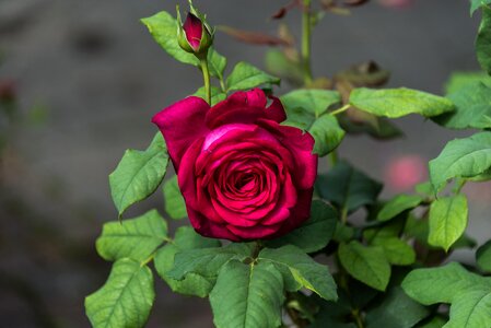 Petal nature rosa