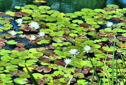 Garden flowers pond plant aquatic