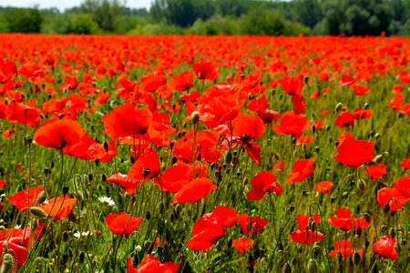 Red poppies